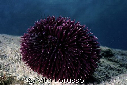 Echinoderms - Paracentrotus lividus by Vito Lorusso 